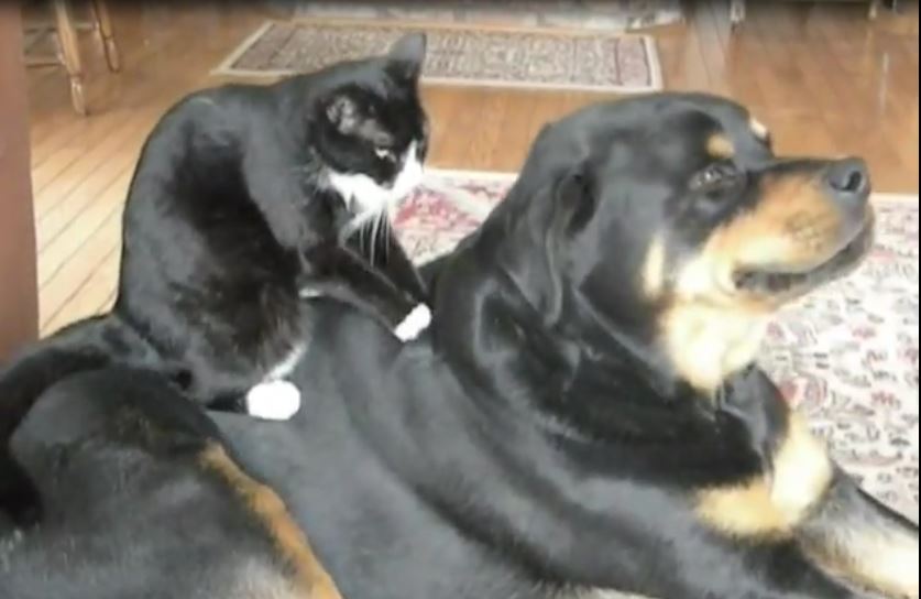 Miezes Hundemassage.jpg (837 x 544)